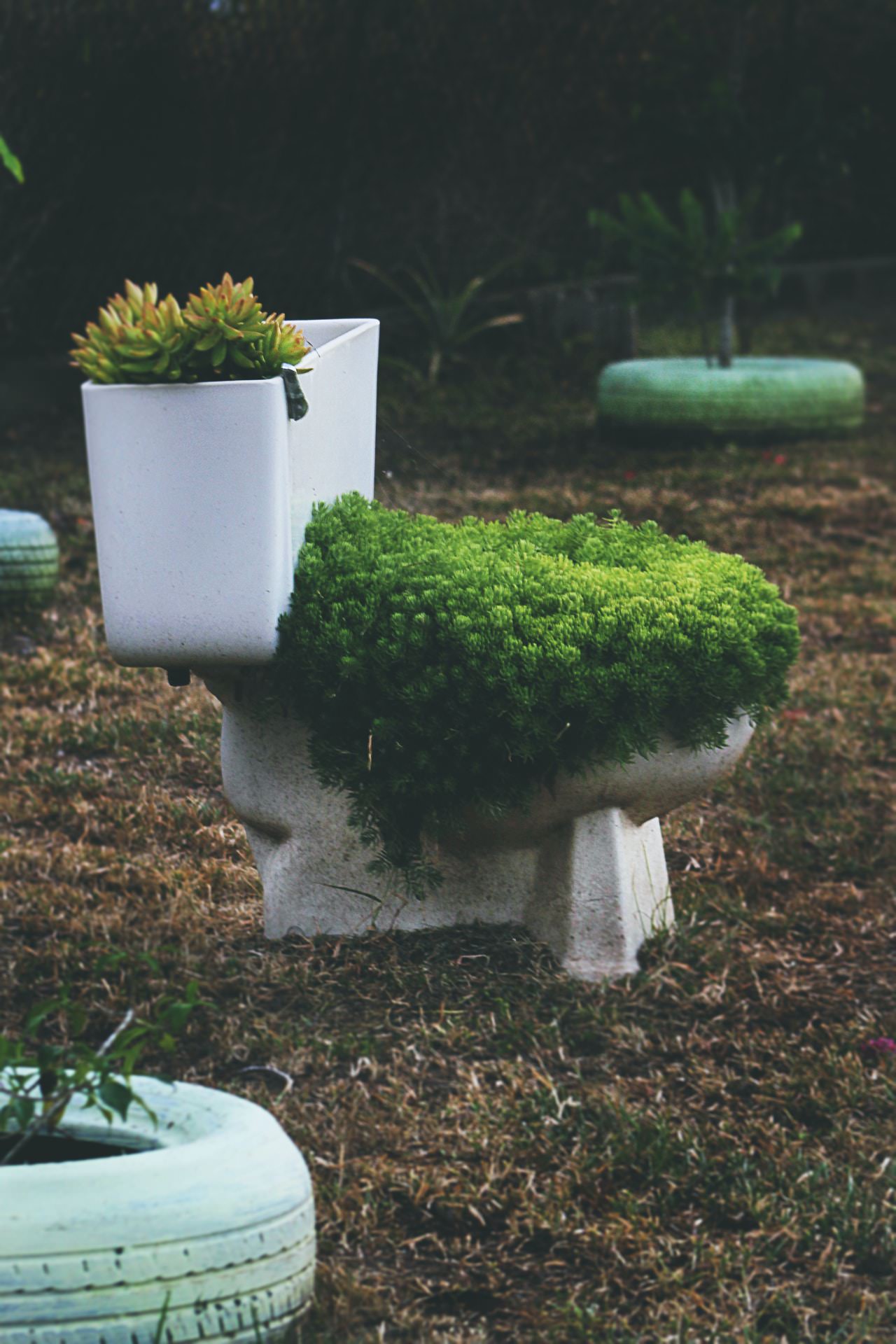 photo of moss covered toilet rental washington vancouver