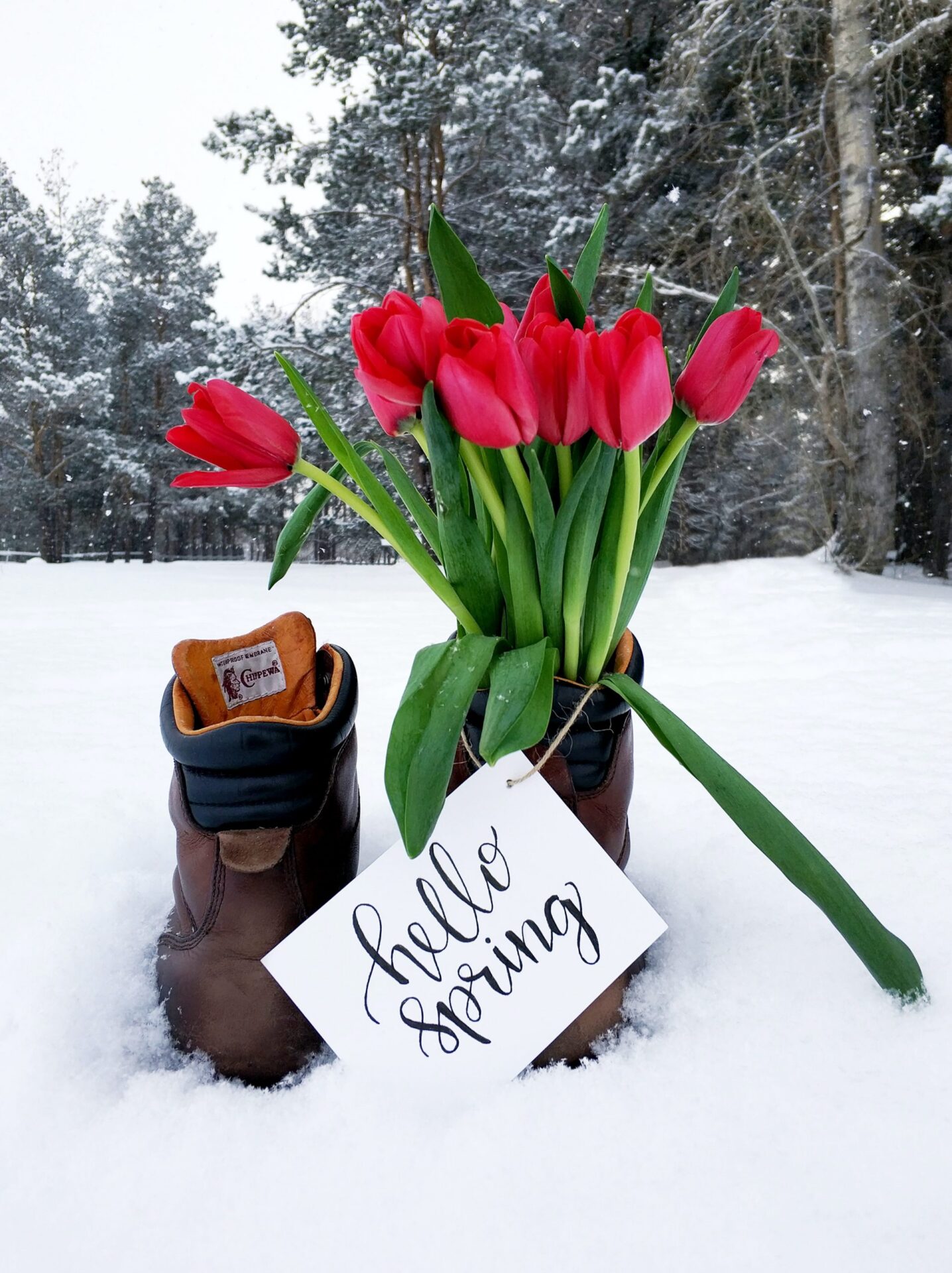 photo of tulips in snow | portable restroom rental sports sporting events portland vancouver