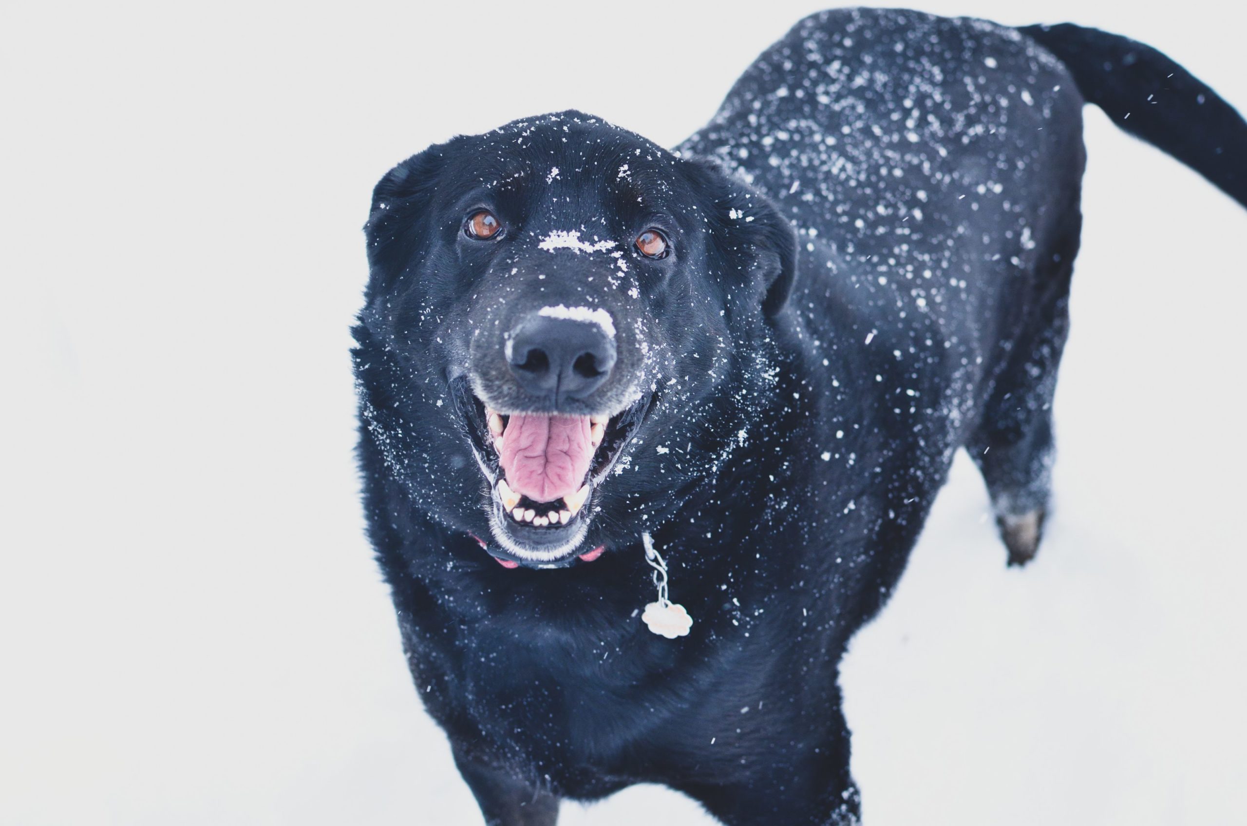 dog in snow | porta potty rentals vancouver salem portland oregon