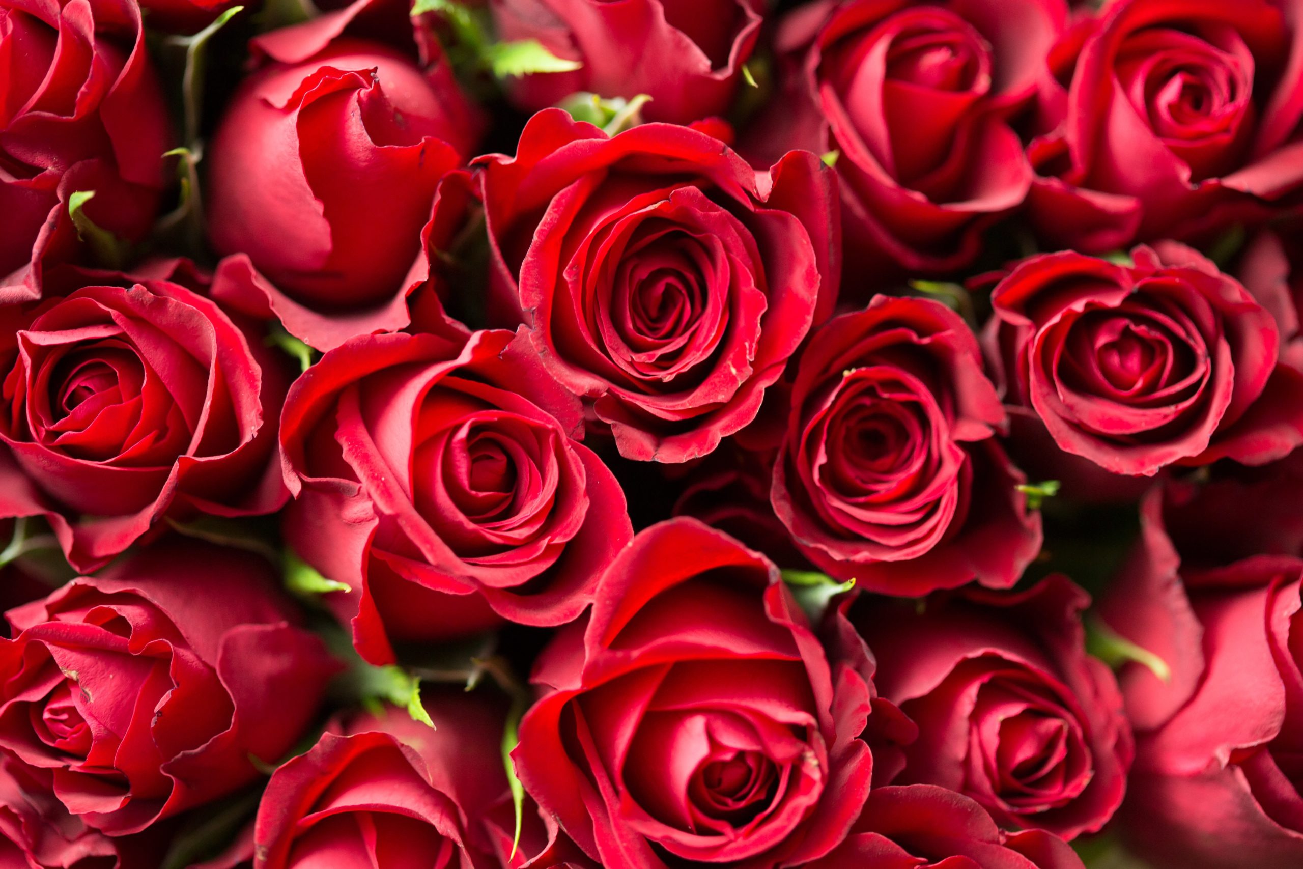bunch of red roses | porta potty rentals vancouver salem portland oregon