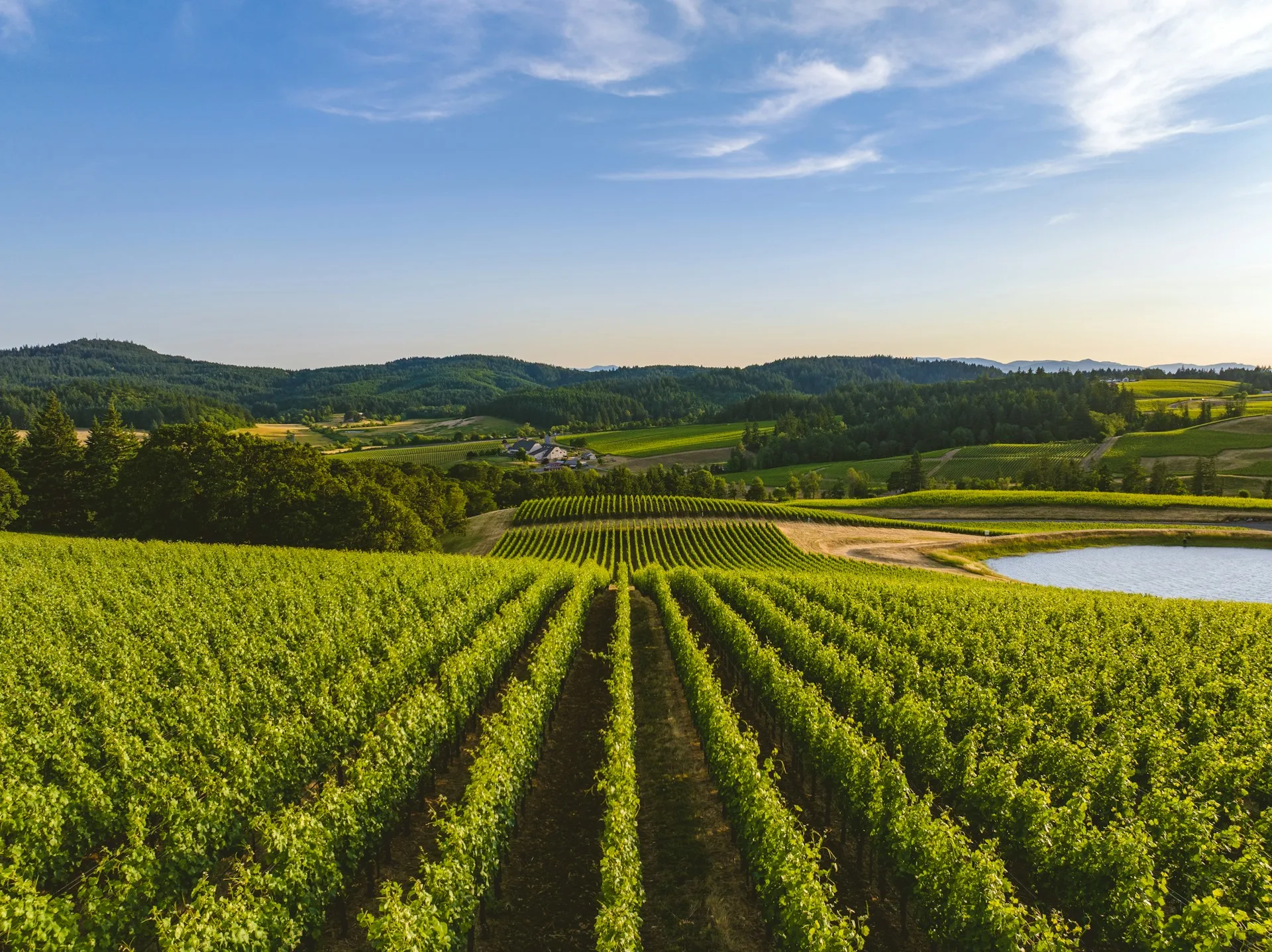 A green vineyard scene infront of tree coverred rolling hills and a beautify blue sky. 