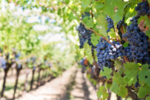 image of grapes in a vineyard | porta potties for outdoor events vancouver washington