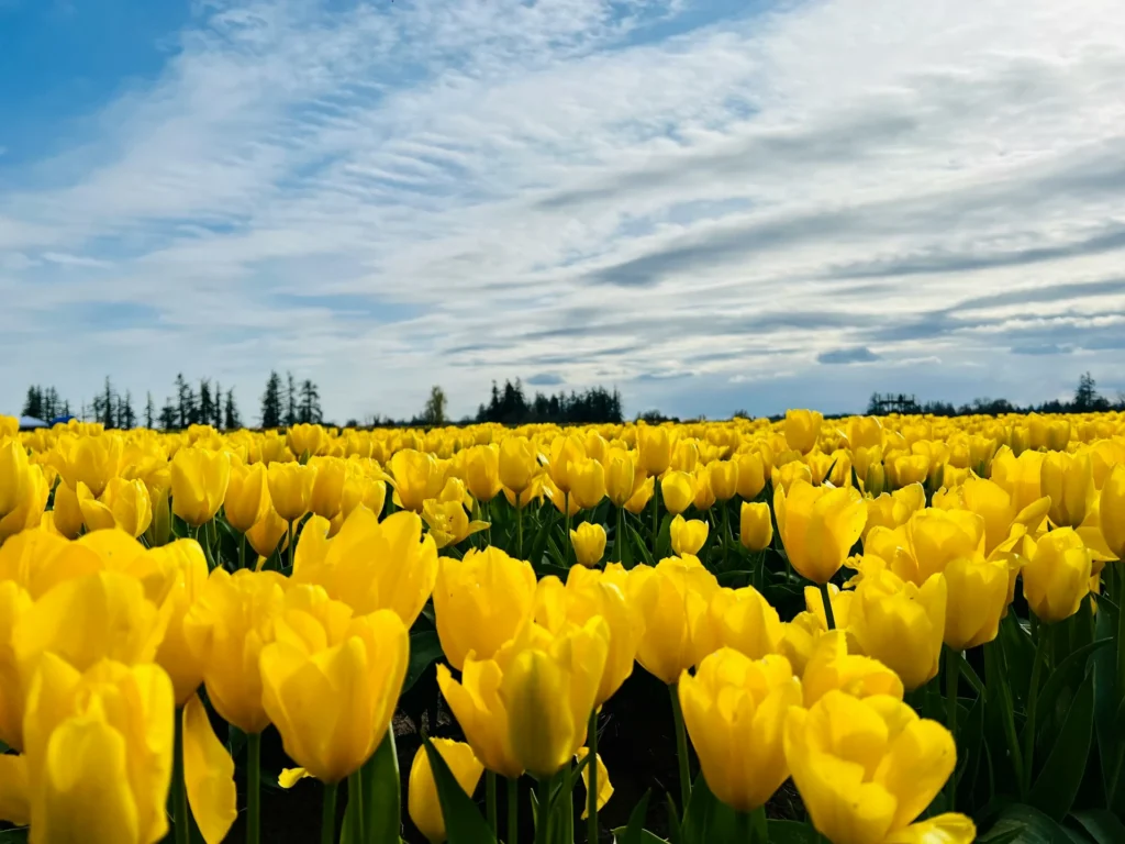 Wooden Shoe Tulip Festival portland toilet rental