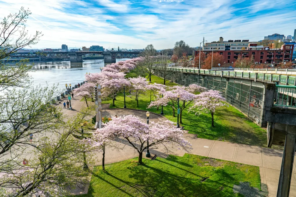 cherry blossom festival portland oregon