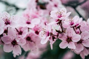 cherry blossoms | portland oregon porta potty rental