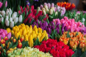 colorful tulips for sale | portland oregon porta potty rental for festivals