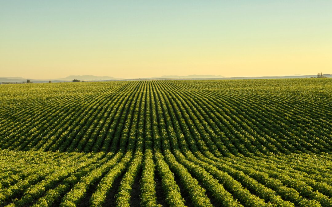 agriculture field growing crops